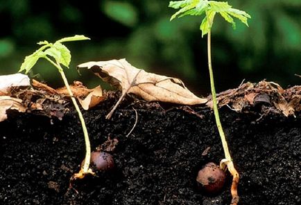 Castan, plantarea de copaci și de îngrijire, condițiile de creștere