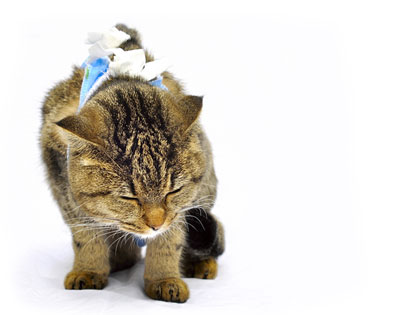 pisici castrare 🐱 la un preț accesibil într-o clinică veterinară din București SNC