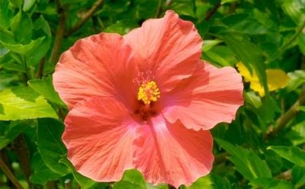trandafir chinezesc (50 poze) cum să crească hibiscus cum să transplant plante de apartament, reproducerea