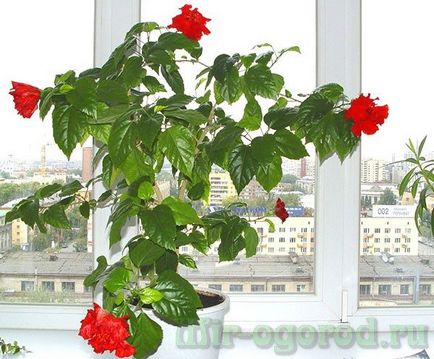 trandafir chinezesc sau hibiscus flori de îngrijire moarte la domiciliu