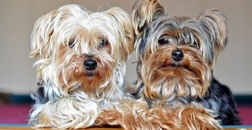 Poreclele pentru băieți și fete - Yorkshire nume pentru un Yorkshire terrier, cum să apelați