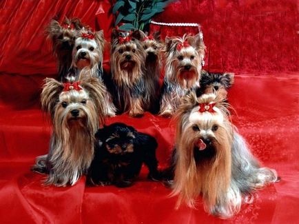 Poreclele pentru băieți și fete - Yorkshire nume pentru un Yorkshire terrier, cum să apelați