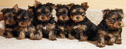 Poreclele pentru băieți și fete - Yorkshire nume pentru un Yorkshire terrier, cum să apelați