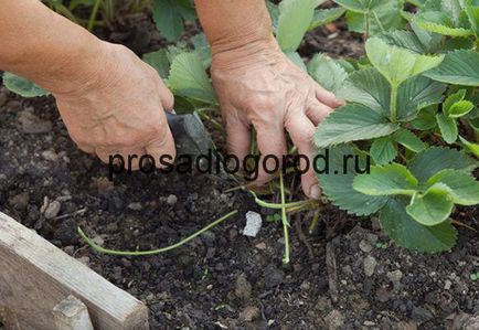 Strawberry când mustață și asieta frunze după plantarea în primăvară, video și fotografii