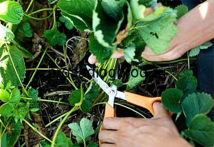 Strawberry când mustață și asieta frunze după plantarea în primăvară, video și fotografii