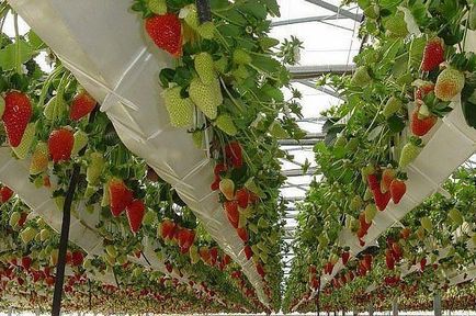 Cultivarea căpșuni hidroponice, îngrijire, avantajele metodei, o fotografie, video