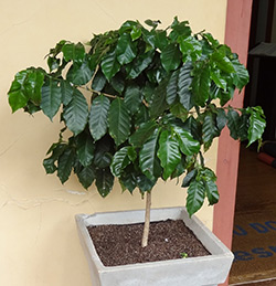 copac de îngrijire la domiciliu de cafea