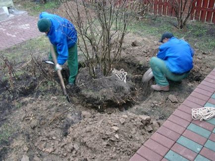 Când și cum să transplant de liliac