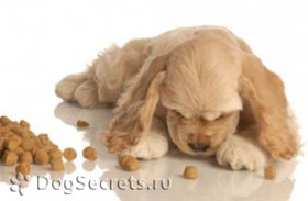 Hrănirea catelus Cocker Spaniel si dieta caine adult