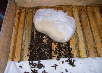 Hrănirea albinelor hranirea albinelor în primăvara lui Candi - articole - paradis de albine