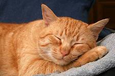 Visul lui Cat - cât de mult și de modul în care dorm pisicile