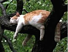Visul lui Cat - cât de mult și de modul în care dorm pisicile