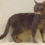 Devon Rex fotografii pisică, clipuri video, descriere rasa, de îngrijire, caracter