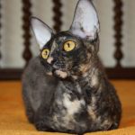Devon Rex fotografii pisică, clipuri video, descriere rasa, de îngrijire, caracter