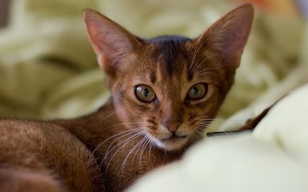 Pisica cu ochi mari, o piatră cu ochi de top-10