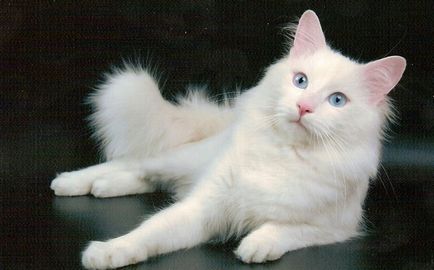 Pisica cu ochi mari, o piatră cu ochi de top-10