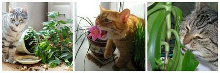 Cat (pisica) mănâncă flori și plante de casa, de ce și ce să facă proprietarului