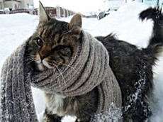 Caracteristici Cat pisica de iarnă a conținutului în sezonul rece