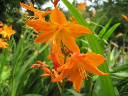 Crocosmia (montbretsiya) plantarea, cultivarea și reproducere, soi