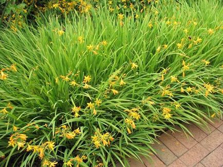 Crocosmia (montbretsiya) plantarea, cultivarea și reproducere, soi