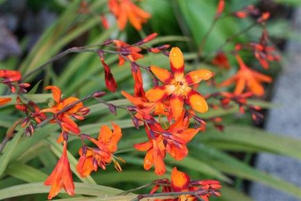 Crocosmia (montbretsiya) plantarea, cultivarea și reproducere, soi