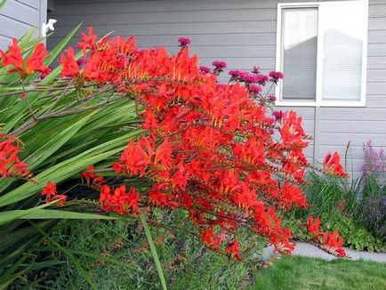 Crocosmia (montbretsiya) plantarea, cultivarea și reproducere, soi