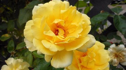 descriere si fotografii ale celor mai bune soiuri pentru gradina de trandafiri Shrub