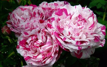 descriere si fotografii ale celor mai bune soiuri pentru gradina de trandafiri Shrub