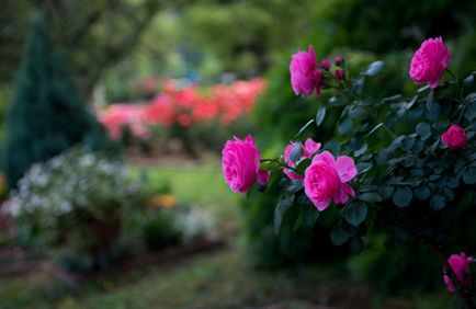 descriere si fotografii ale celor mai bune soiuri pentru gradina de trandafiri Shrub