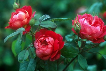 soiuri de arbuști de trandafiri foto cu nume