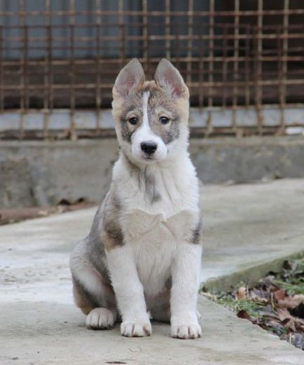 fotografii Laika și imagini, caracteristici de rasa, sfaturi de ingrijire