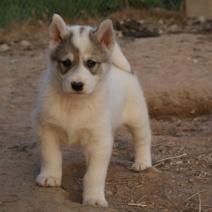 fotografii Laika și imagini, caracteristici de rasa, sfaturi de ingrijire