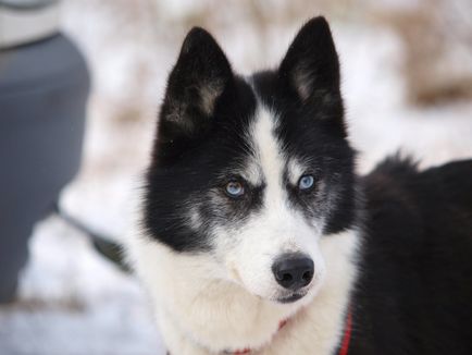 fotografii Laika și imagini, caracteristici de rasa, sfaturi de ingrijire