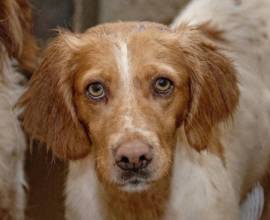 Laika (câine) fotografii, descriere rasa, caracter, standarde și prețuri