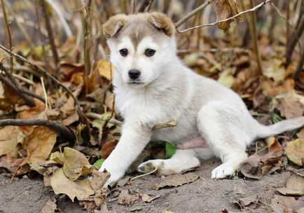 Laika (câine) fotografii, descriere rasa, caracter, standarde și prețuri