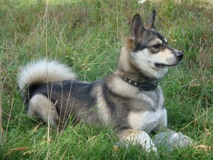 Laika, toate tipurile de husky cu fotografii și video