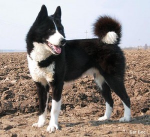Laika, toate tipurile de husky cu fotografii și video
