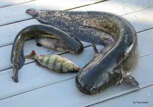 Prinderea Catfish Donk pe mal - cum să facă un fund aborda cu propriile lor mâini și reguli de captură