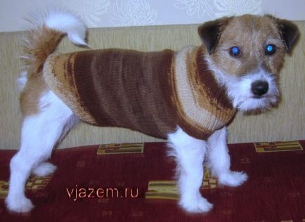 Masterclass cum să tricota un pulover pentru spițelor de câine