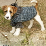 Masterclass cum să tricota un pulover pentru spițelor de câine