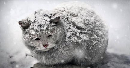 Dacă o pisică îngheață în timpul iernii pepinieră pisicile Scottish stil de iasomie g
