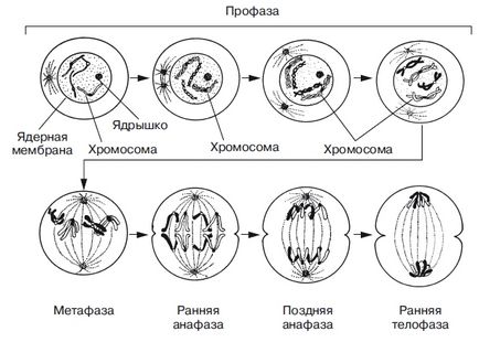 Mitozei, faza, semnificația biologică