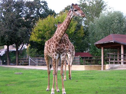 Moscova Zoo fotografie, adresă, metrou, prețurile biletelor, orele de deschidere, cum se ajunge la Moscova