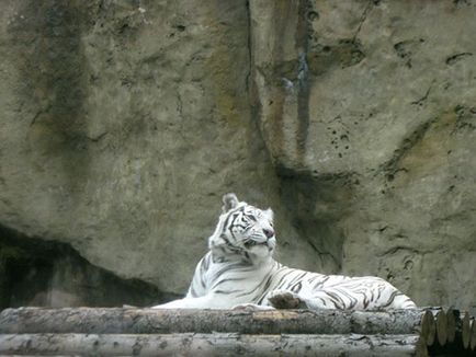 Moscova Zoo fotografie, adresă, metrou, prețurile biletelor, orele de deschidere, cum se ajunge la Moscova