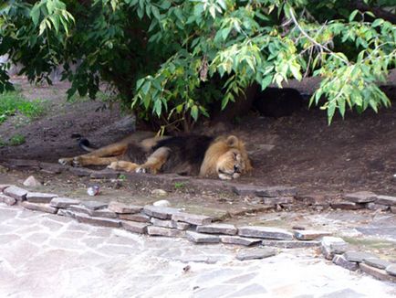 Moscova Zoo fotografie, adresă, metrou, prețurile biletelor, orele de deschidere, cum se ajunge la Moscova