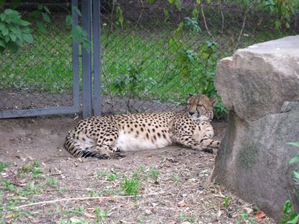 Moscova Zoo fotografie, adresă, metrou, prețurile biletelor, orele de deschidere, cum se ajunge la Moscova