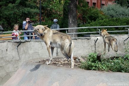Moscova Zoo pe baricadele din Moscova