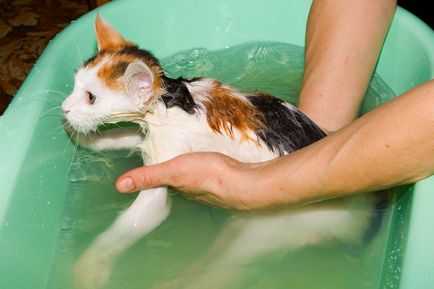 Pot să fac baie pisicile și cât de des - cum să se scalde o pisica, dacă ea este frică de apă, dacă este posibil