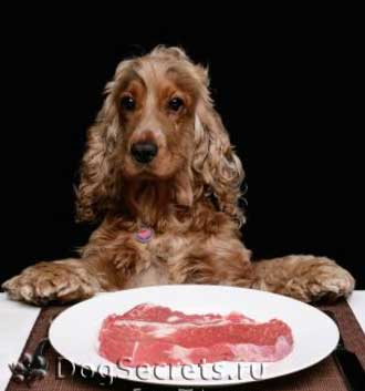 Este posibil să câini carne crudă