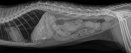 obstrucție intestinală la câini și pisici simptome și tratament